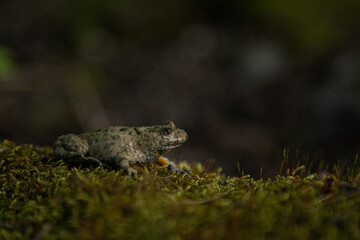 Bombina variegata with the common name Yellow-bellied toad, belongs to the Amphibians group.