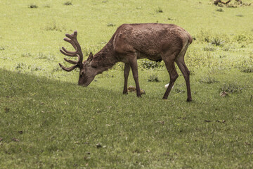 Single red deer on a green clearing. Animal theme. Wildlife park in Warstein, Germany