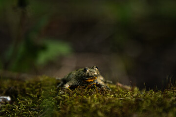 Bombina variegata with the common name Yellow-bellied toad, belongs to the Amphibians group.