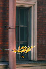 Branch of tree with yellow leaves against building window
