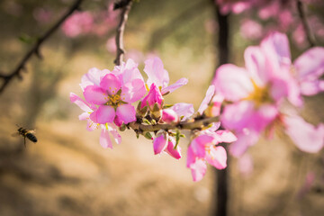 Almendro en flor con abejas recolectando polen