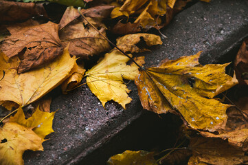 Fallen leaves scattered on surface of road