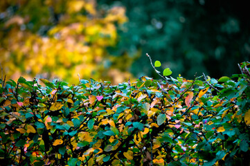 Background of bushes covered with colorful leaves in autumn