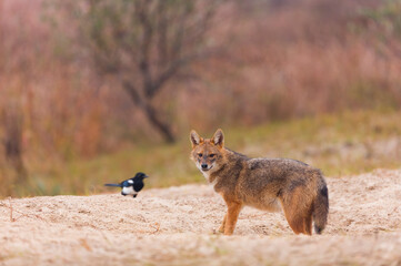 Golden jackal - CHACAL DORADO (Canis aureus), Danube Delta - DELTA DEL DANUBIO, Ramsar Wetland, Unesco World Heritgage Site, Tulcea County, Romania, Europe