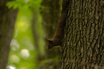 The red squirrel or Eurasian red squirrel (Sciurus vulgaris) is a species of tree squirrel in the...