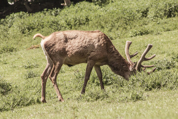 Single red deer on a green clearing. Animal theme. Wildlife park in Warstein, Germany