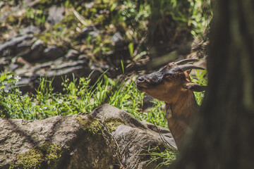Goats sitting in the sun. Animal theme. Wildlife park in Warstein, Germany