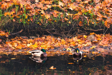 Couple of city ducks resting in pond in autumnal background