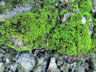 green rock moss