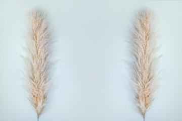 Frame with pampas grass on blue background. Cortaderia selloana. Copy space.