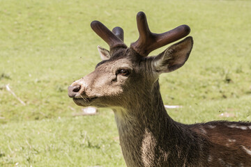 Naklejka na ściany i meble Single sika deer on a sunny day. Animal theme. Wildlife park in Warstein, Germany