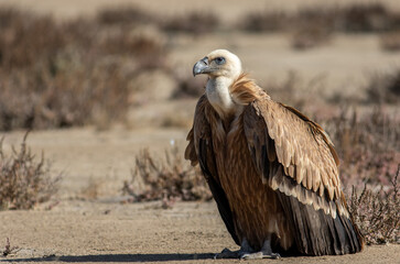 Griffon vulture on ground 