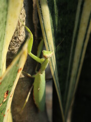 Praying mantis on the green leaves and wood design for wildlife concept close-up