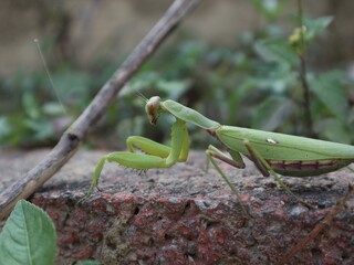Praying mantis on the green leaves and wood design for wildlife concept close-up