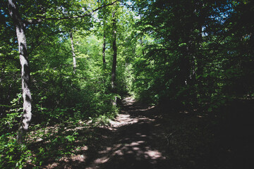 Road in the forest in the summer time and rays of sun.