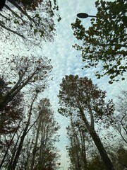 trees and sky