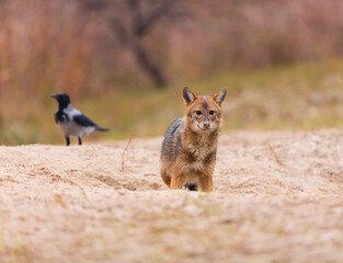 Golden jackal - CHACAL DORADO (Canis aureus), Danube Delta - DELTA DEL DANUBIO, Ramsar Wetland, Unesco World Heritgage Site, Tulcea County, Romania, Europe