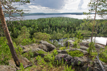 Forest on the shore of the northern lake