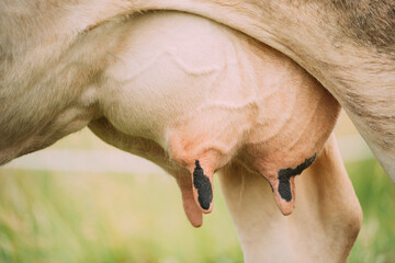 Close Up Udder of a Dairy Cow. Farm Animal