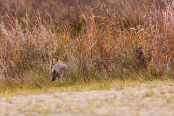 Golden jackal - CHACAL DORADO (Canis aureus), Danube Delta - DELTA DEL DANUBIO, Ramsar Wetland, Unesco World Heritgage Site, Tulcea County, Romania, Europe