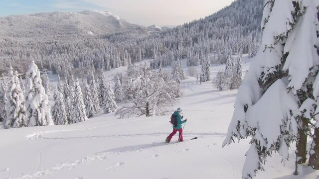 DRONE: Flying around an active young woman on splitboarding trip in the Julian Alps crossing the picturesque snowy meadow. Fit female tourist explores the ungroomed hills during a ski touring trip.