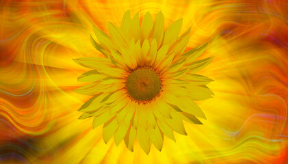 Yellow sunflower with abstract background 