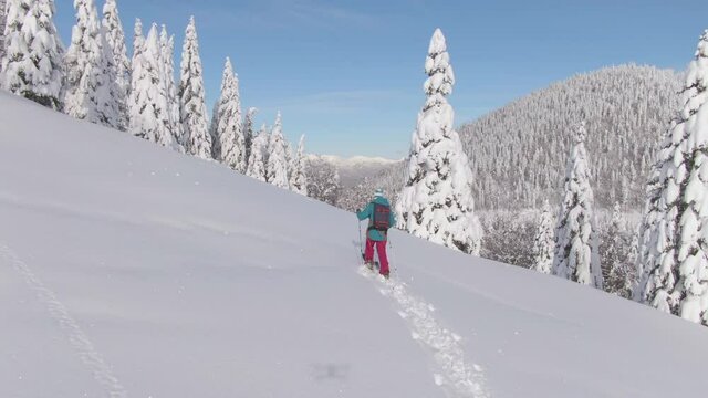 DRONE: Fit female tourist explores the ungroomed hills during a ski touring trip. Flying around an active young woman on splitboarding trip in the Julian Alps crossing the picturesque snowy meadow.