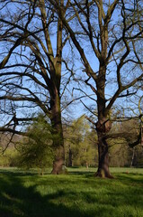 Duże dęby, pokrój drzew na wiosnę, Quercus © Ewa