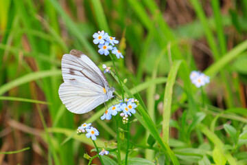 春のモンシロチョウと小さくて青いかわいい花