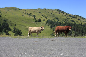 Les deux vaches