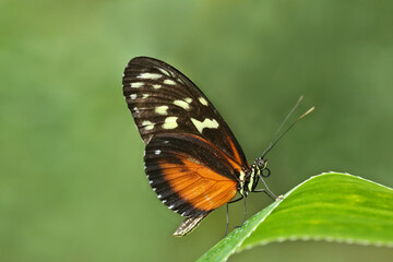 Fototapeta na wymiar tropischer Schmetterling Heliconius ismenius auf einem grünen Blatt