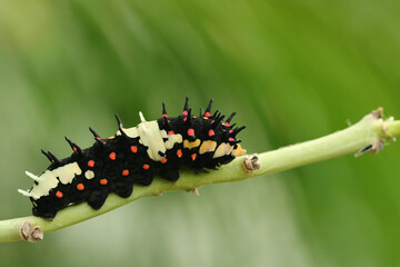 Raupe eines tropischen Schmetterlings auf einem Stengel