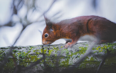 Sciurus on a branch with gray sky