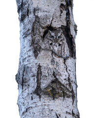 Eastern Screech-Owl Adult   Sitting in a Tree Hole in Winter on White Background, Isolated