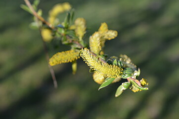 Wierzbowe kwiaty - kotki, Salix
