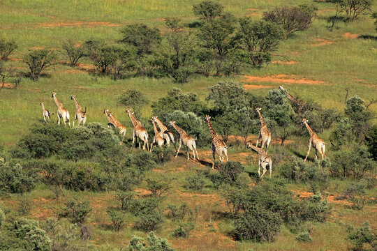 Aerial view of a herd of giraffes (Giraffa camelopardalis) in natural habitat, South Africa.