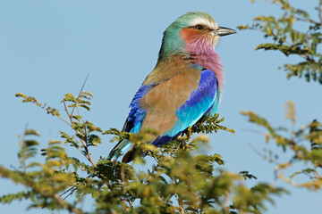 Lilac-breasted roller (Coratias caudata) perched on a tree, Kruger National Park, South Africa.