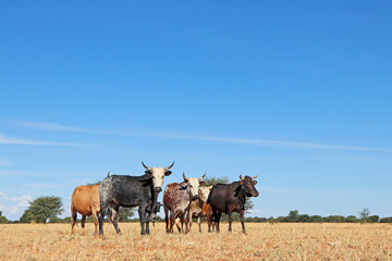 Free-range nguni cattle in grassland on a rural farm - South Africa  .