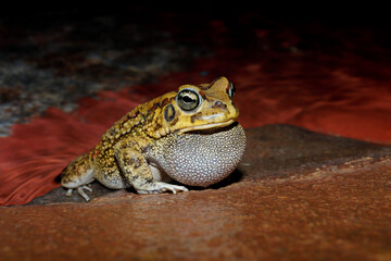 Male olive toad (Amietophrynus garmani) calling during the night, South Africa.