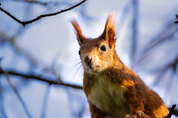 Sciurus on a branch with blue sky