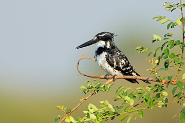 Pied kingfisher (Ceryle rudis) perched on a branch, Kruger National Park, South Africa.