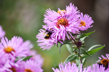 Michaelmas Daisy, Aster amellus flower, the pink daisies flowers with big bee eating carpel of flower in Queen park, Bolton, England, select focus.