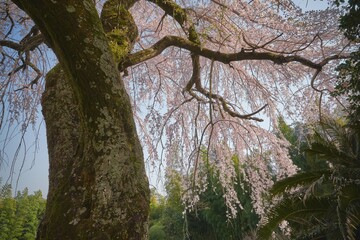 満開になった大きな桜の木。美しい春の風景。