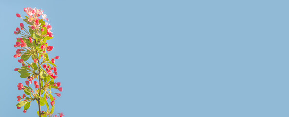 Banner with beautiful and colorful cherry blossom at Spring day in tropical garden with copy space for text and blue solid background, closeup, details