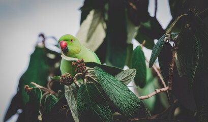 green Rose parakeet (Psittacula krameri) eating