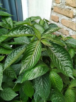 Strobilanthes crispus or in the local language in Indonesia is called "kecibeling" or "keji beling" is a herbaceous plant originating from Madagascar that spreads and thrives in Indonesia and Malaysia