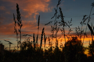 sunset in the field-1