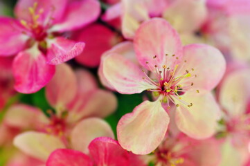 Obraz premium Pink cherry blossom in spring