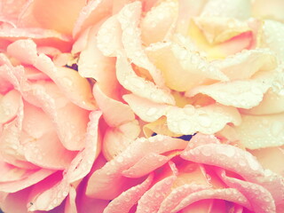 Pink rose background 
