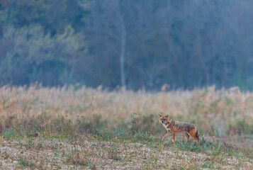 Golden jackal - CHACAL DORADO (Canis aureus), Danube Delta - DELTA DEL DANUBIO, Ramsar Wetland, Unesco World Heritgage Site, Tulcea County, Romania, Europe